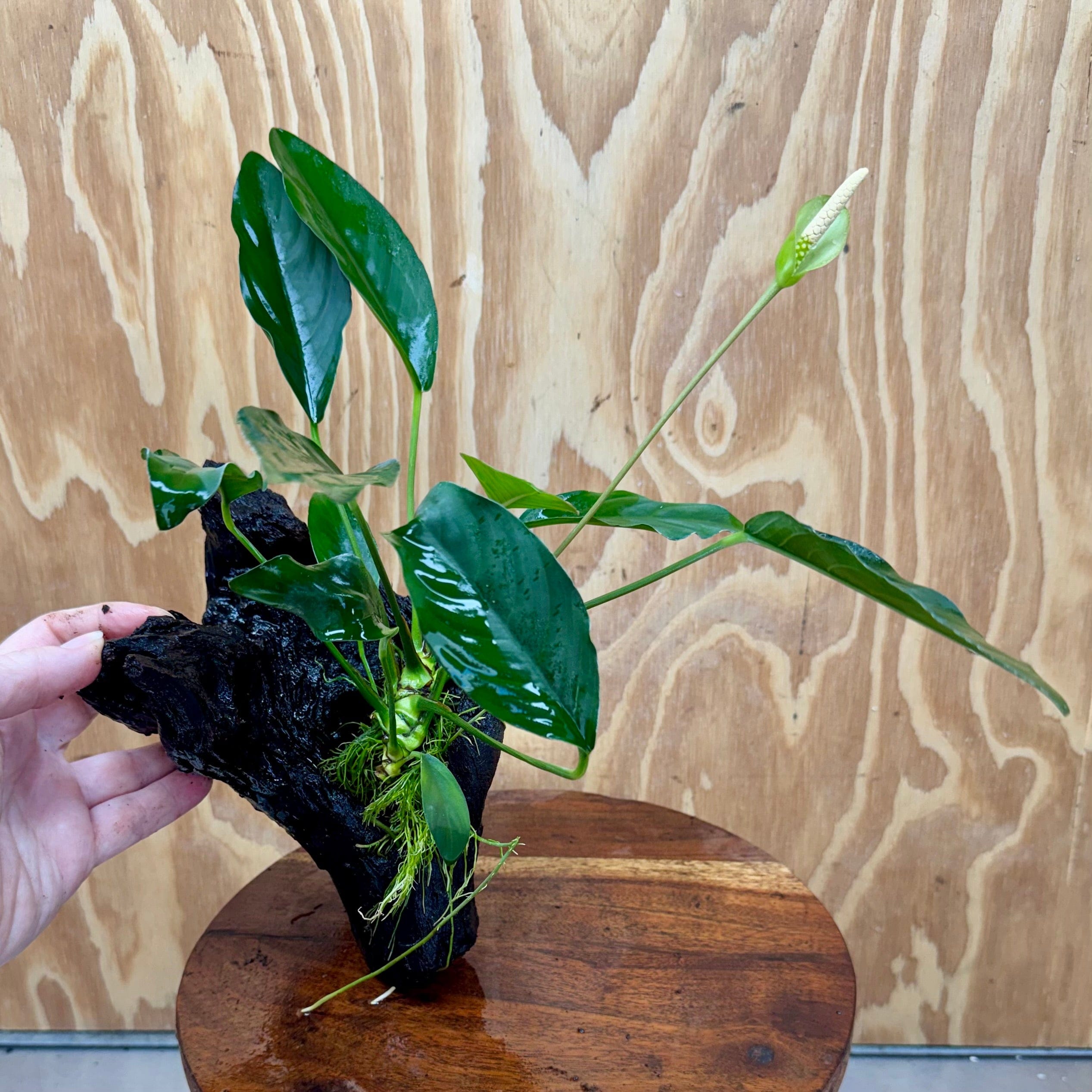 Scapeshop.com.au One Only Anubias Lucy on Medium Driftwood Creation - One Only - Happy Anubias Nana on Medium Driftwood - One Only - Aquarium Plants Australia