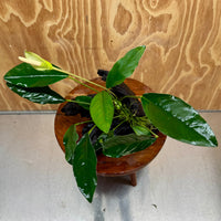 Scapeshop.com.au One Only Anubias Lucy on Medium Driftwood Creation - One Only - Happy Anubias Nana on Medium Driftwood - One Only - Aquarium Plants Australia