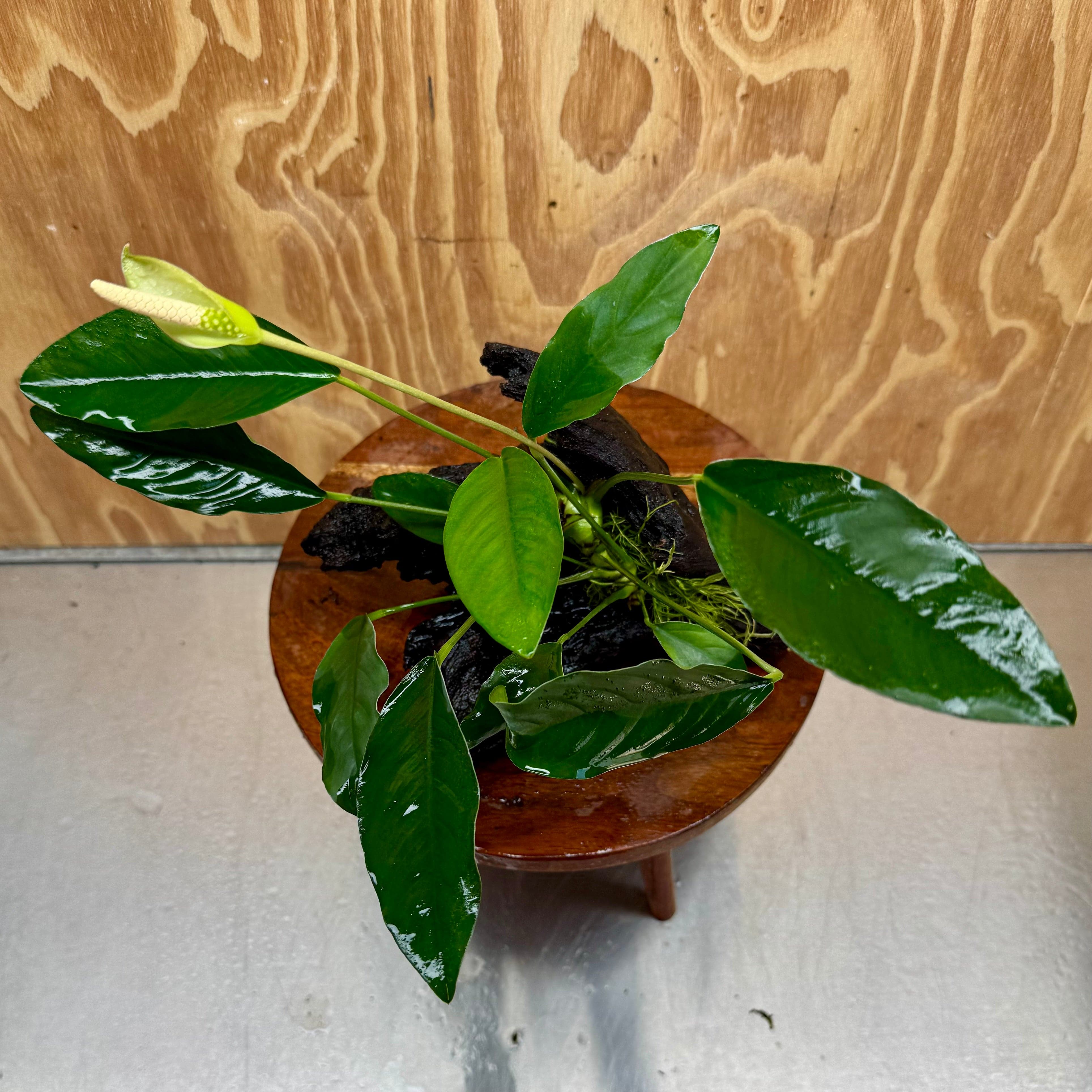 Scapeshop.com.au One Only Anubias Lucy on Medium Driftwood Creation - One Only - Happy Anubias Nana on Medium Driftwood - One Only - Aquarium Plants Australia