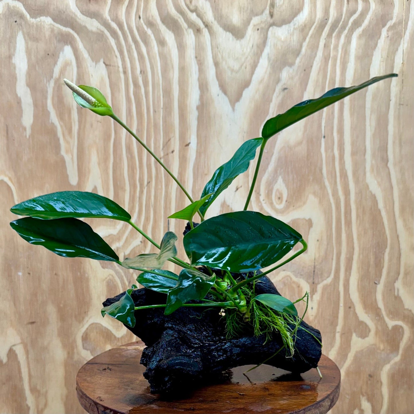 Scapeshop.com.au One Only Anubias Lucy on Medium Driftwood Creation - One Only - Happy Anubias Nana on Medium Driftwood - One Only - Aquarium Plants Australia
