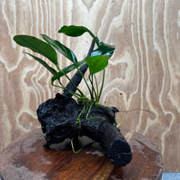 Scapeshop.com.au One Only Anubias Lucy on Medium Driftwood Creation - One Only - Happy Anubias Lucy on Driftwood - One Only - buy Aquarium Plants in Australia