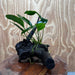 Scapeshop.com.au One Only Anubias Lucy on Medium Driftwood Creation - One Only - Happy Anubias Lucy on Driftwood - One Only - buy Aquarium Plants in Australia