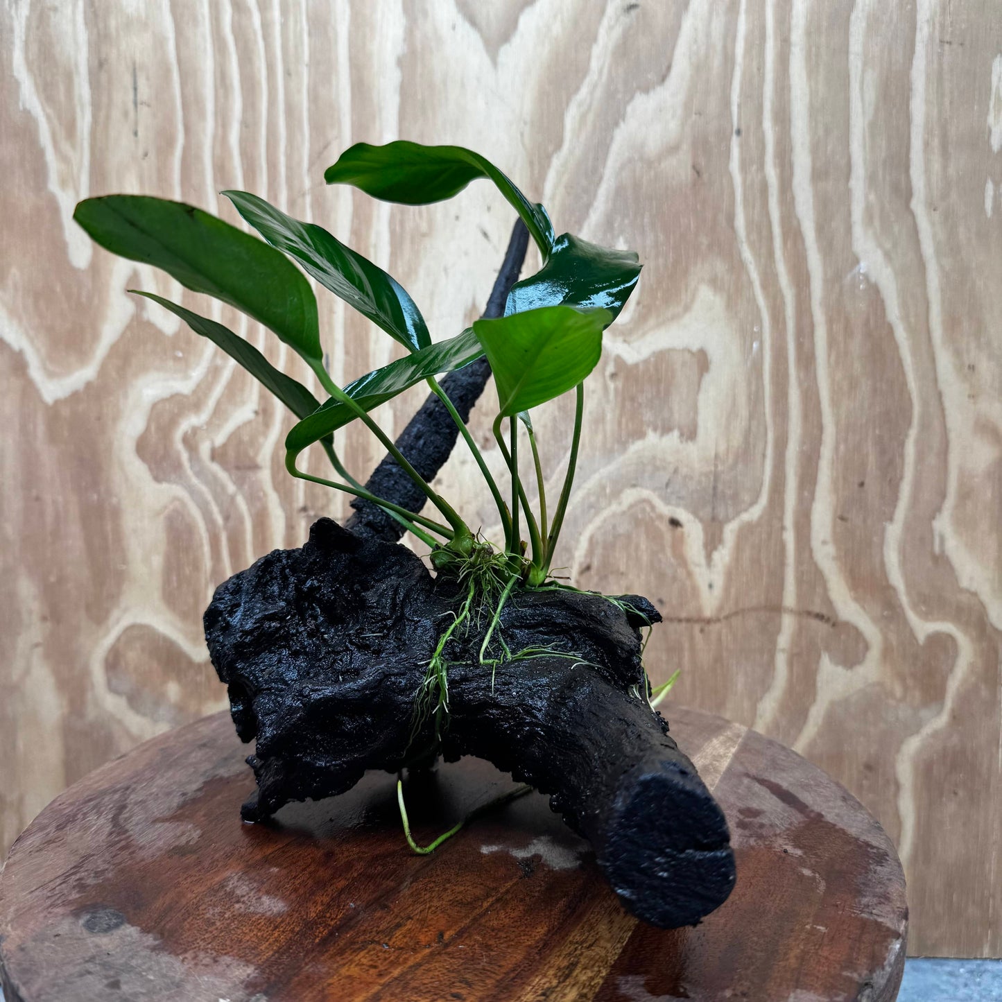 Scapeshop.com.au One Only Anubias Lucy on Medium Driftwood Creation - One Only - Happy Anubias Lucy on Driftwood - One Only - buy Aquarium Plants in Australia