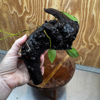 Scapeshop.com.au One Only Anubias Lucy on Medium Driftwood Creation - One Only - Happy Anubias Lucy on Driftwood - One Only - buy Aquarium Plants in Australia