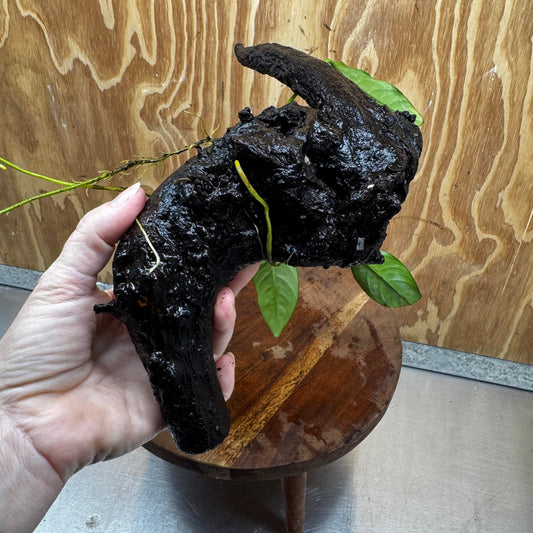 Scapeshop.com.au One Only Anubias Lucy on Medium Driftwood Creation - One Only - Happy Anubias Lucy on Driftwood - One Only - buy Aquarium Plants in Australia