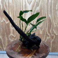 Scapeshop.com.au One Only Anubias Lucy on Medium Driftwood Creation - One Only - Happy Anubias Lucy on Driftwood - One Only - buy Aquarium Plants in Australia