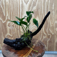 Scapeshop.com.au One Only Anubias Lucy on Medium Driftwood Creation - One Only - Happy Anubias Lucy on Driftwood - One Only - buy Aquarium Plants in Australia
