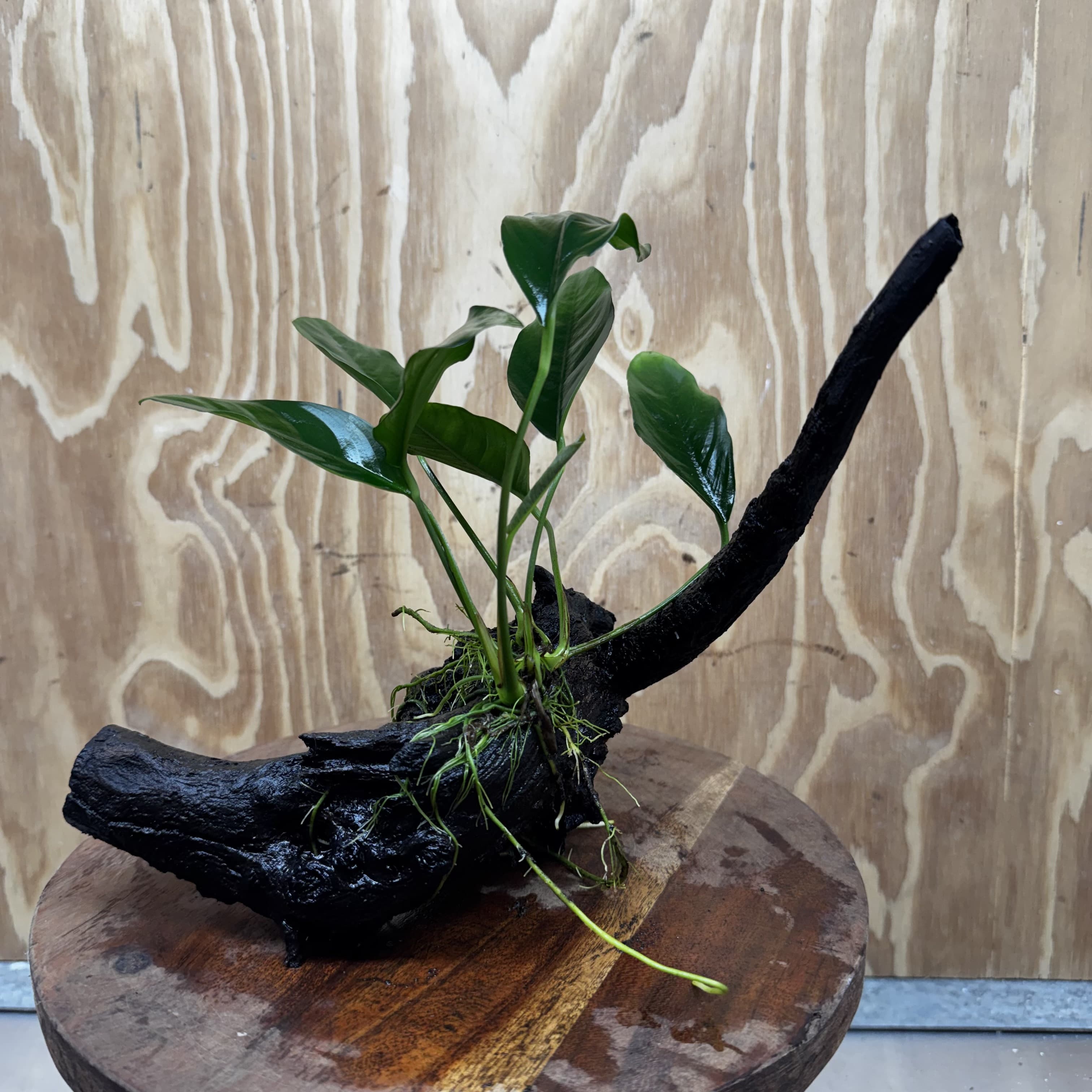 Scapeshop.com.au One Only Anubias Lucy on Medium Driftwood Creation - One Only - Happy Anubias Lucy on Driftwood - One Only - buy Aquarium Plants in Australia