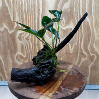 Scapeshop.com.au One Only Anubias Lucy on Medium Driftwood Creation - One Only - Happy Anubias Lucy on Driftwood - One Only - buy Aquarium Plants in Australia