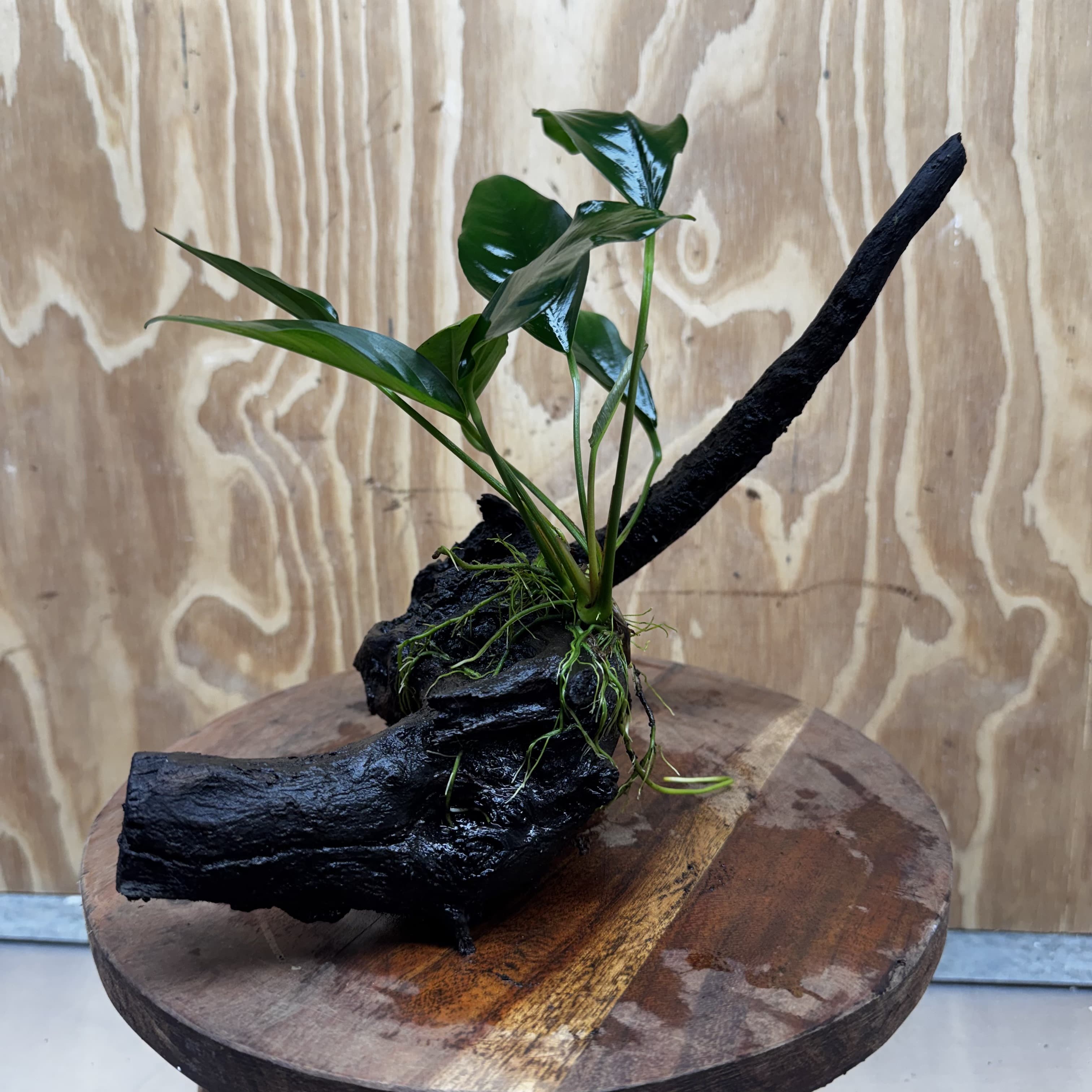 Scapeshop.com.au One Only Anubias Lucy on Medium Driftwood Creation - One Only - Happy Anubias Lucy on Driftwood - One Only - buy Aquarium Plants in Australia