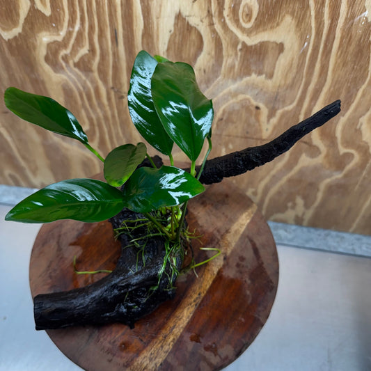 Scapeshop.com.au One Only Anubias Lucy on Medium Driftwood Creation - One Only - Happy Anubias Lucy on Driftwood - One Only - buy Aquarium Plants in Australia