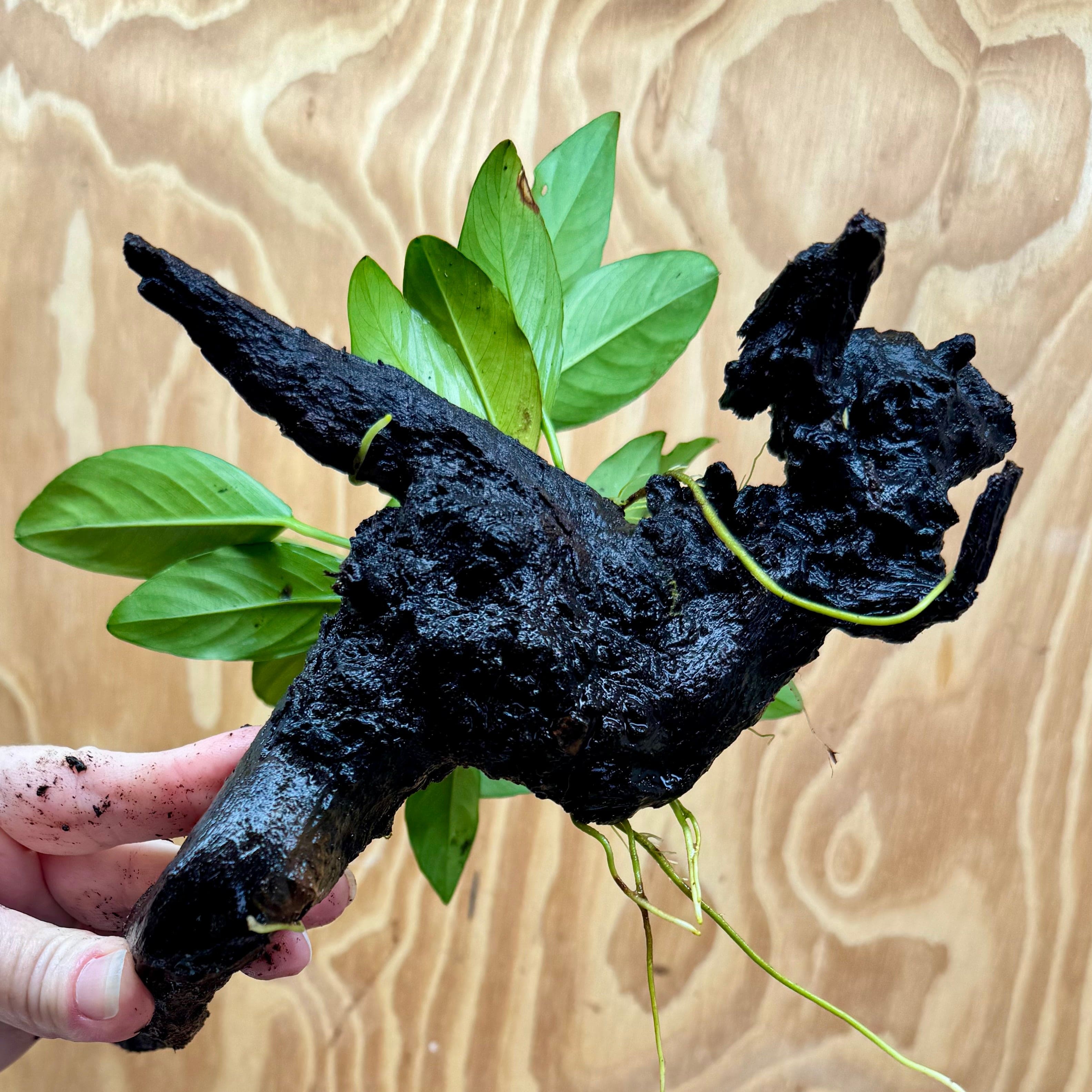 Scapeshop.com.au One Only Anubias Lucy on Medium Driftwood Creation - One Only - Happy Anubias Nana on Medium Driftwood - One Only - Aquarium Plants Australia