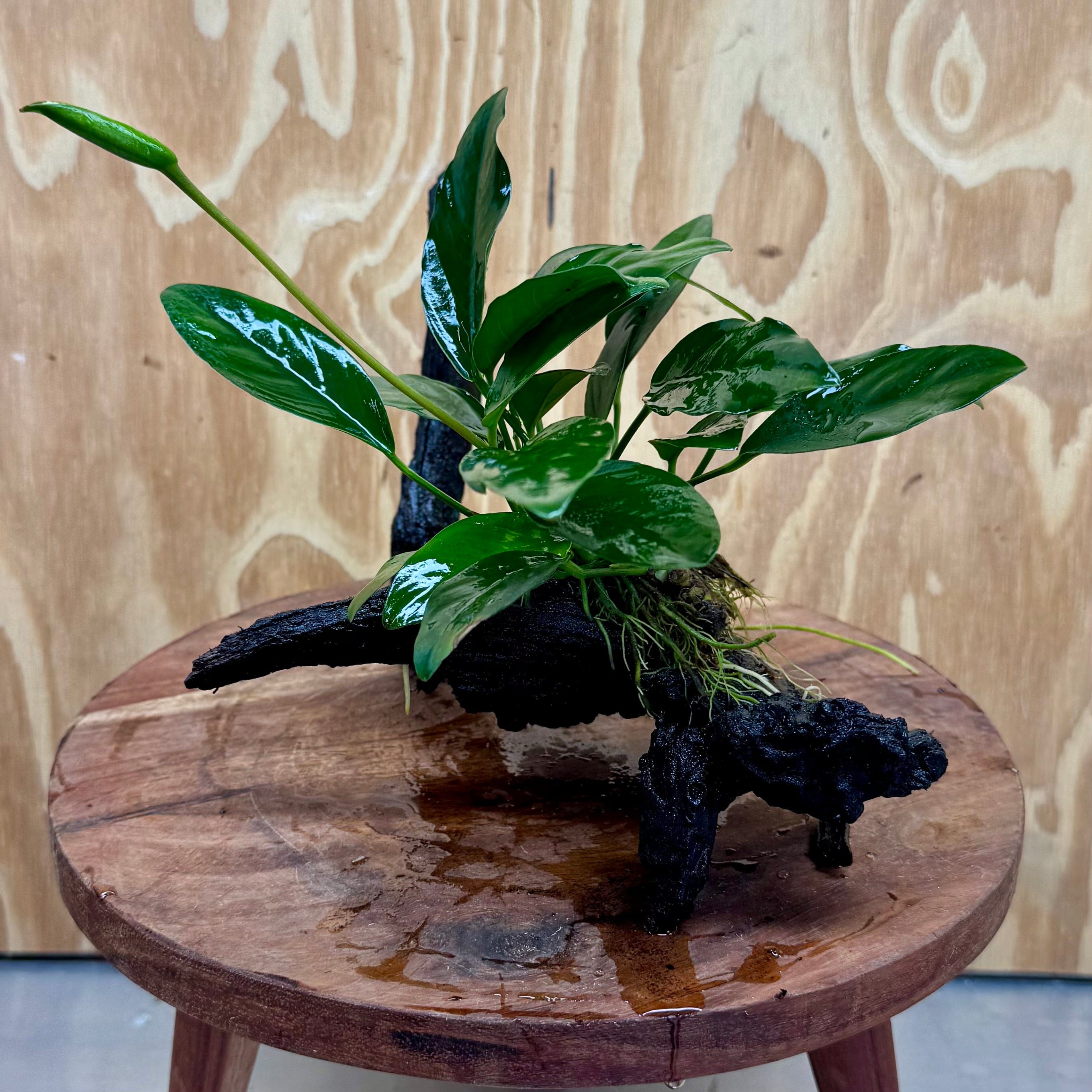 Scapeshop.com.au One Only Anubias Lucy on Medium Driftwood Creation - One Only - Happy Anubias Nana on Medium Driftwood - One Only - Aquarium Plants Australia