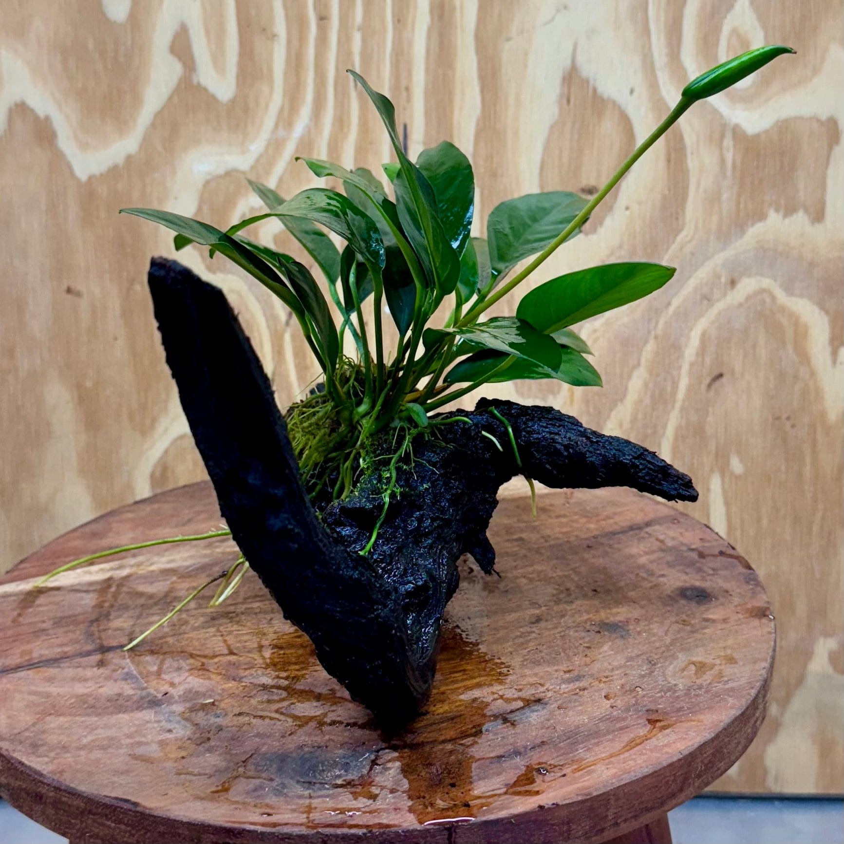 Scapeshop.com.au One Only Anubias Lucy on Medium Driftwood Creation - One Only - Happy Anubias Nana on Medium Driftwood - One Only - Aquarium Plants Australia