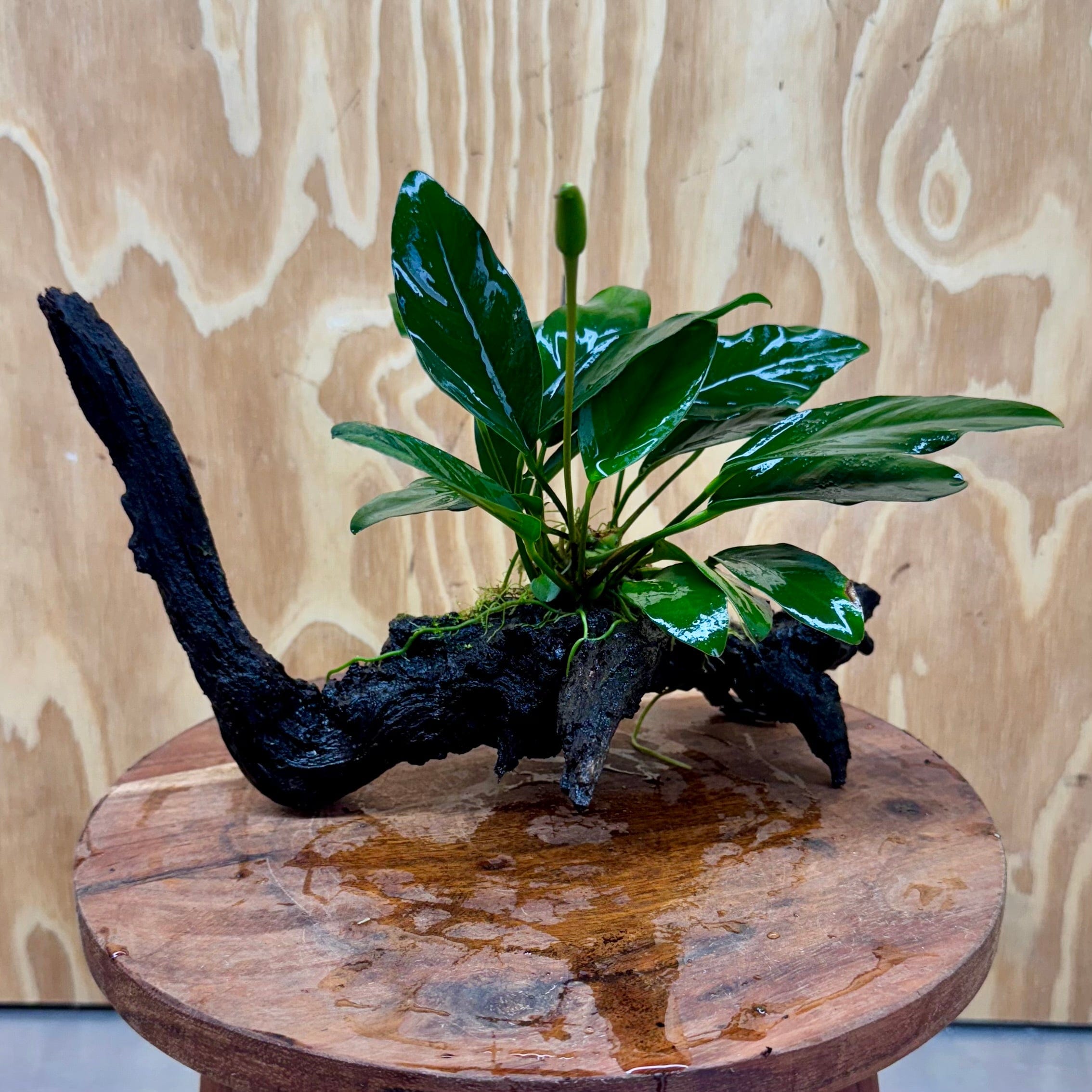 Scapeshop.com.au One Only Anubias Lucy on Medium Driftwood Creation - One Only - Happy Anubias Nana on Medium Driftwood - One Only - Aquarium Plants Australia