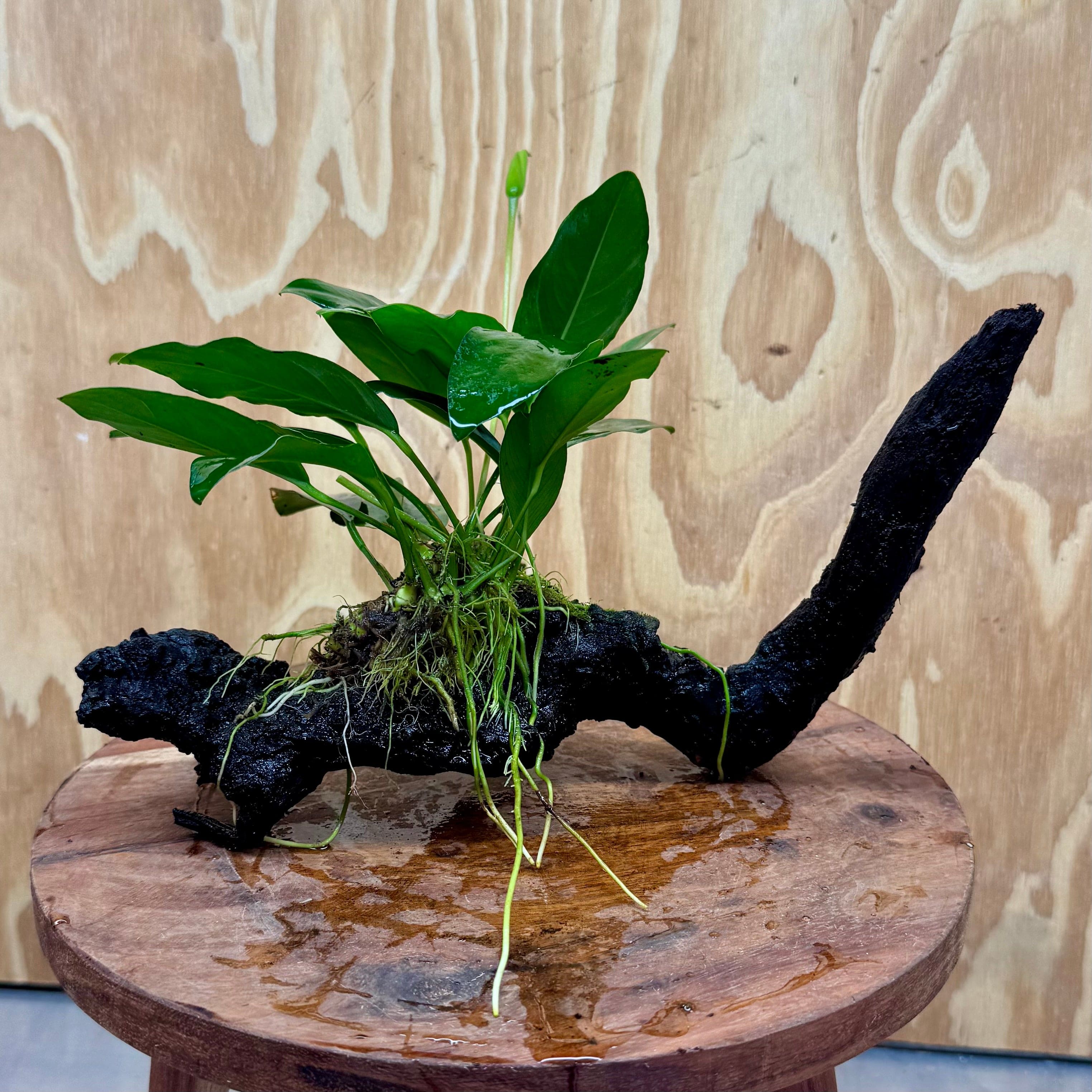 Scapeshop.com.au One Only Anubias Lucy on Medium Driftwood Creation - One Only - Happy Anubias Nana on Medium Driftwood - One Only - Aquarium Plants Australia