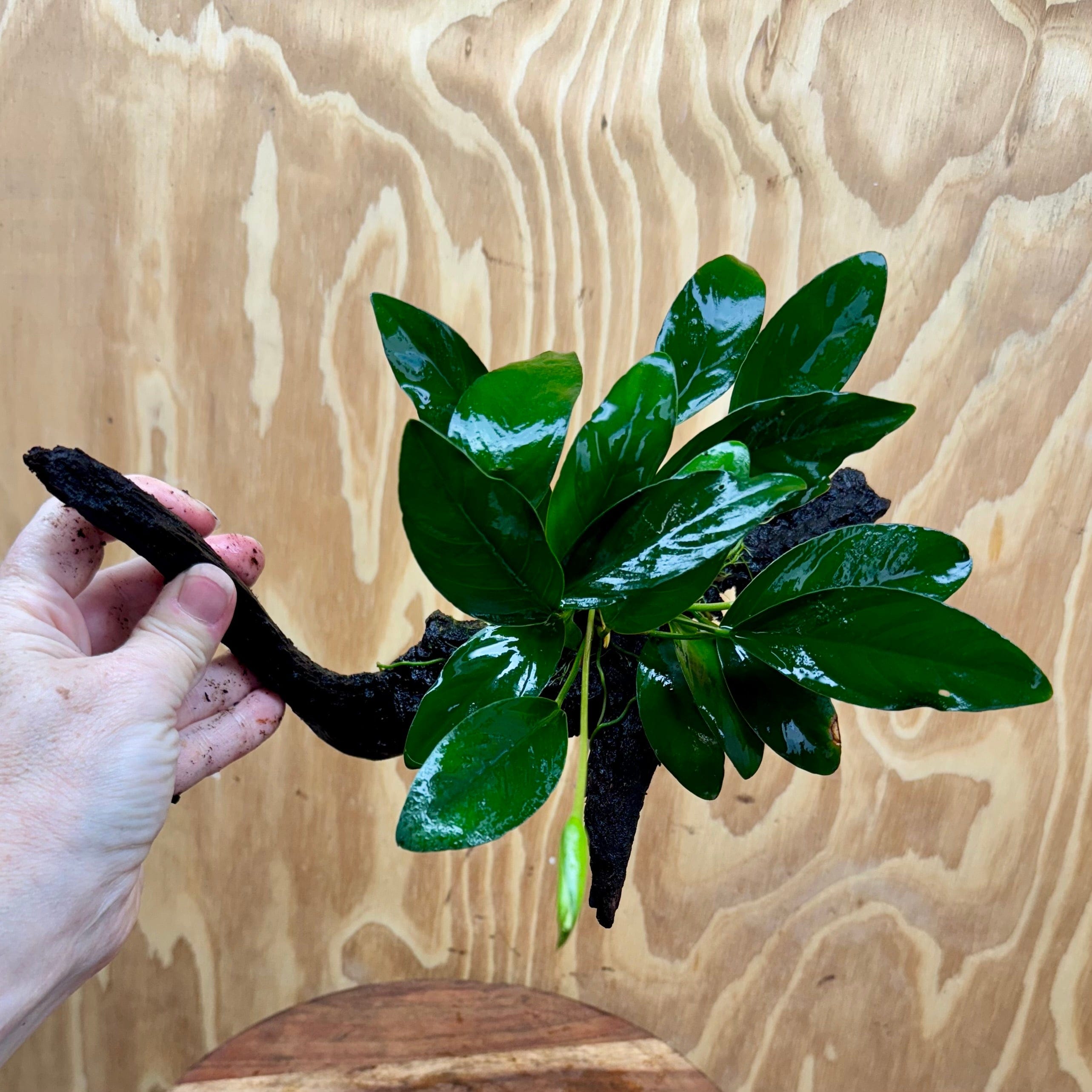 Scapeshop.com.au One Only Anubias Lucy on Medium Driftwood Creation - One Only - Happy Anubias Nana on Medium Driftwood - One Only - Aquarium Plants Australia