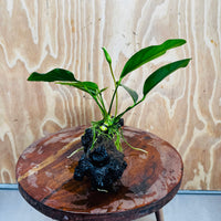 Pisces Enterprises One Only Anubias ‘Lucy' on Medium Driftwood Creation - One Only - Joyful Anubias Lucy on Medium Driftwood - ONE ONLY - Scapeshop Aquarium Plants