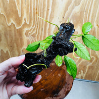 Pisces Enterprises One Only Anubias ‘Lucy' on Medium Driftwood Creation - One Only - Joyful Anubias Lucy on Medium Driftwood - ONE ONLY - Scapeshop Aquarium Plants