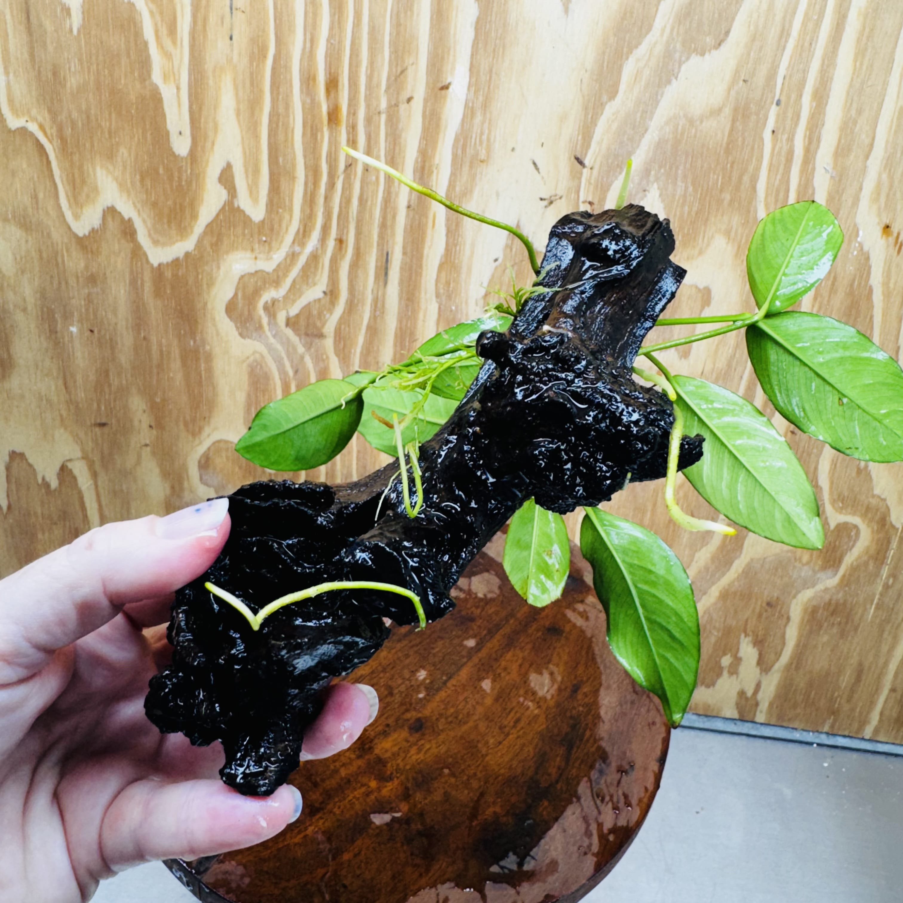 Pisces Enterprises One Only Anubias ‘Lucy' on Medium Driftwood Creation - One Only - Joyful Anubias Lucy on Medium Driftwood - ONE ONLY - Scapeshop Aquarium Plants