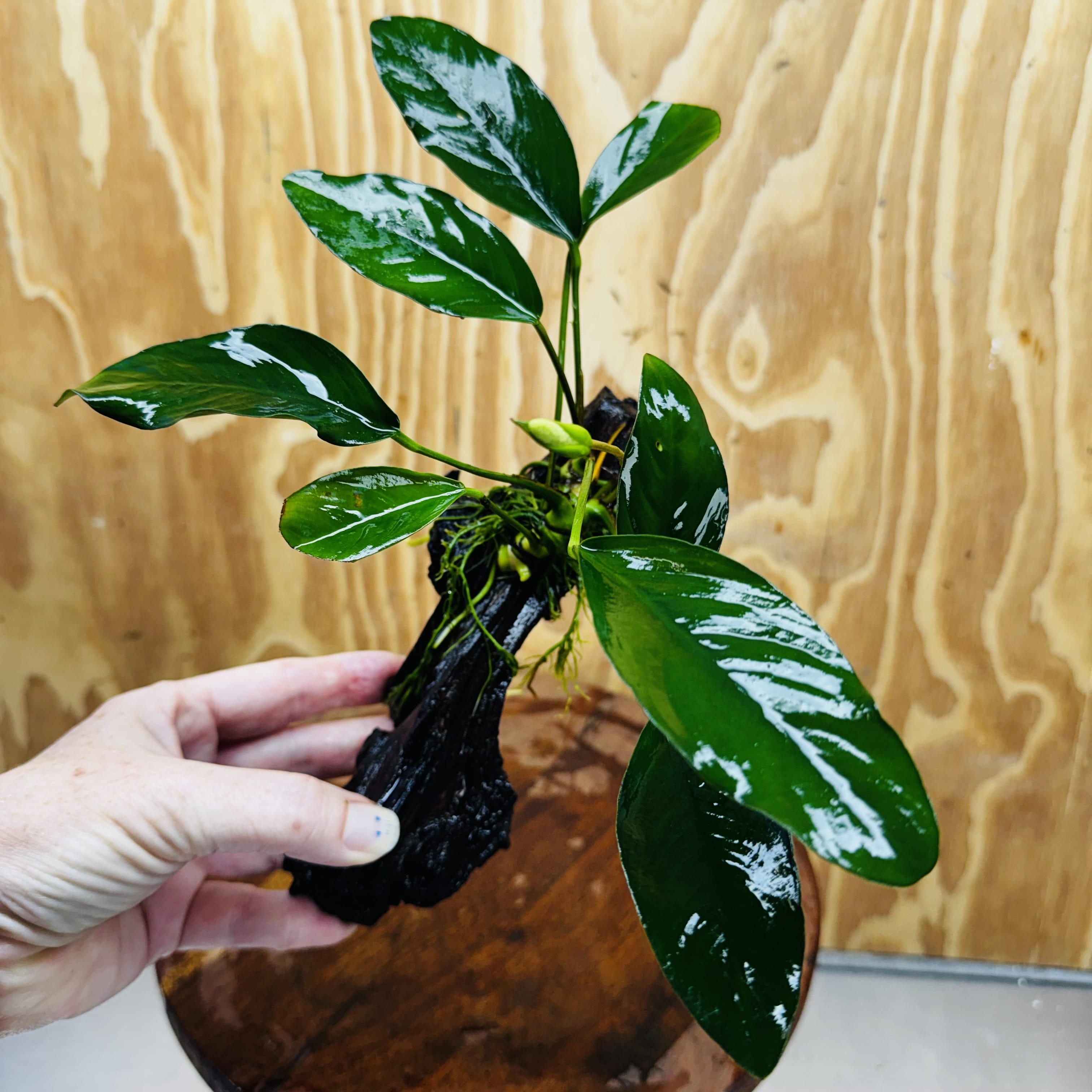 Pisces Enterprises One Only Anubias ‘Lucy' on Medium Driftwood Creation - One Only - Joyful Anubias Lucy on Medium Driftwood - ONE ONLY - Scapeshop Aquarium Plants