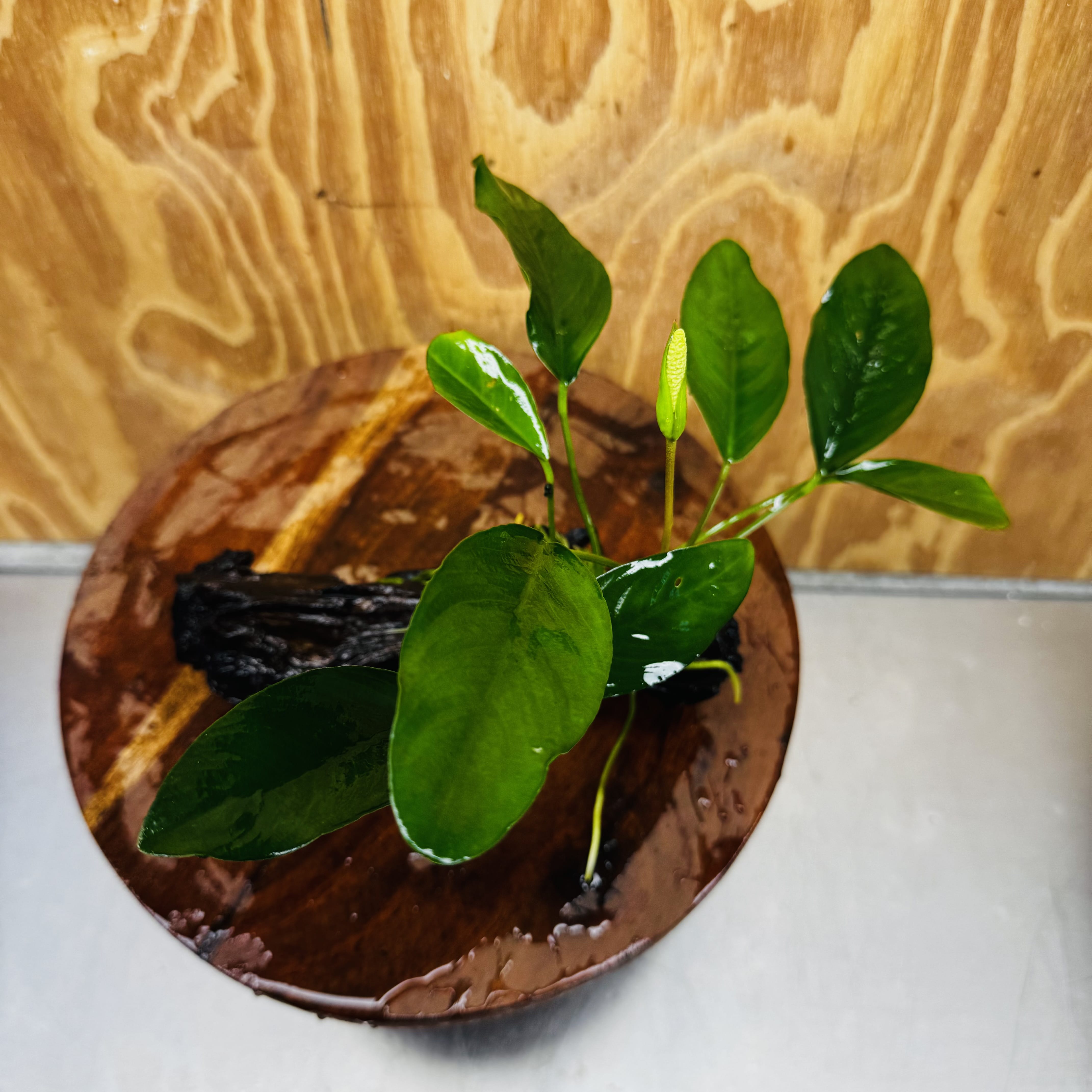 Pisces Enterprises One Only Anubias ‘Lucy' on Medium Driftwood Creation - One Only - Joyful Anubias Lucy on Medium Driftwood - ONE ONLY - Scapeshop Aquarium Plants
