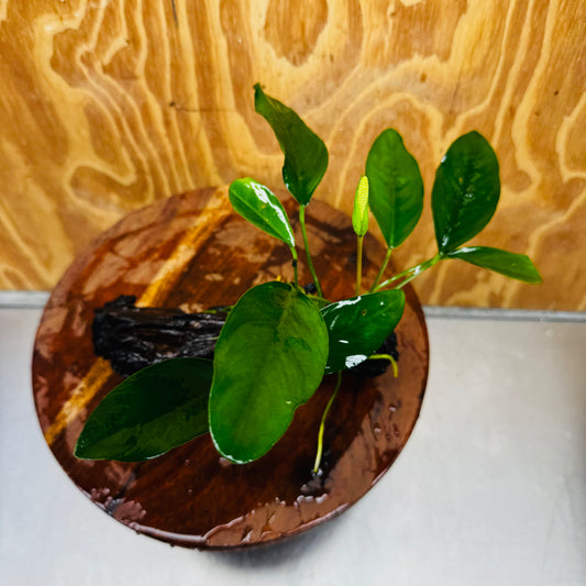 Pisces Enterprises One Only Anubias ‘Lucy' on Medium Driftwood Creation - One Only - Joyful Anubias Lucy on Medium Driftwood - ONE ONLY - Scapeshop Aquarium Plants