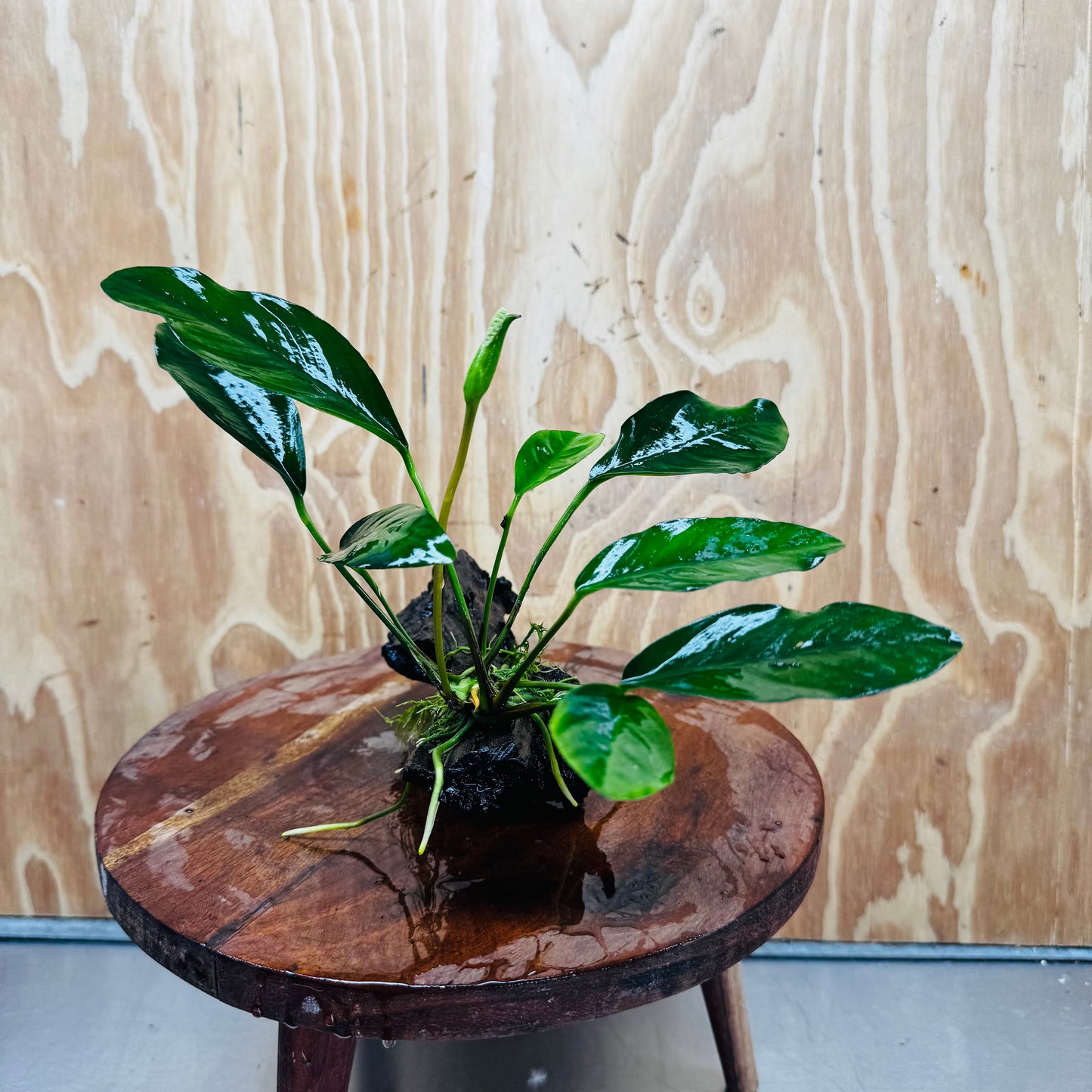Pisces Enterprises One Only Anubias ‘Lucy' on Medium Driftwood Creation - One Only - Joyful Anubias Lucy on Medium Driftwood - ONE ONLY - Scapeshop Aquarium Plants