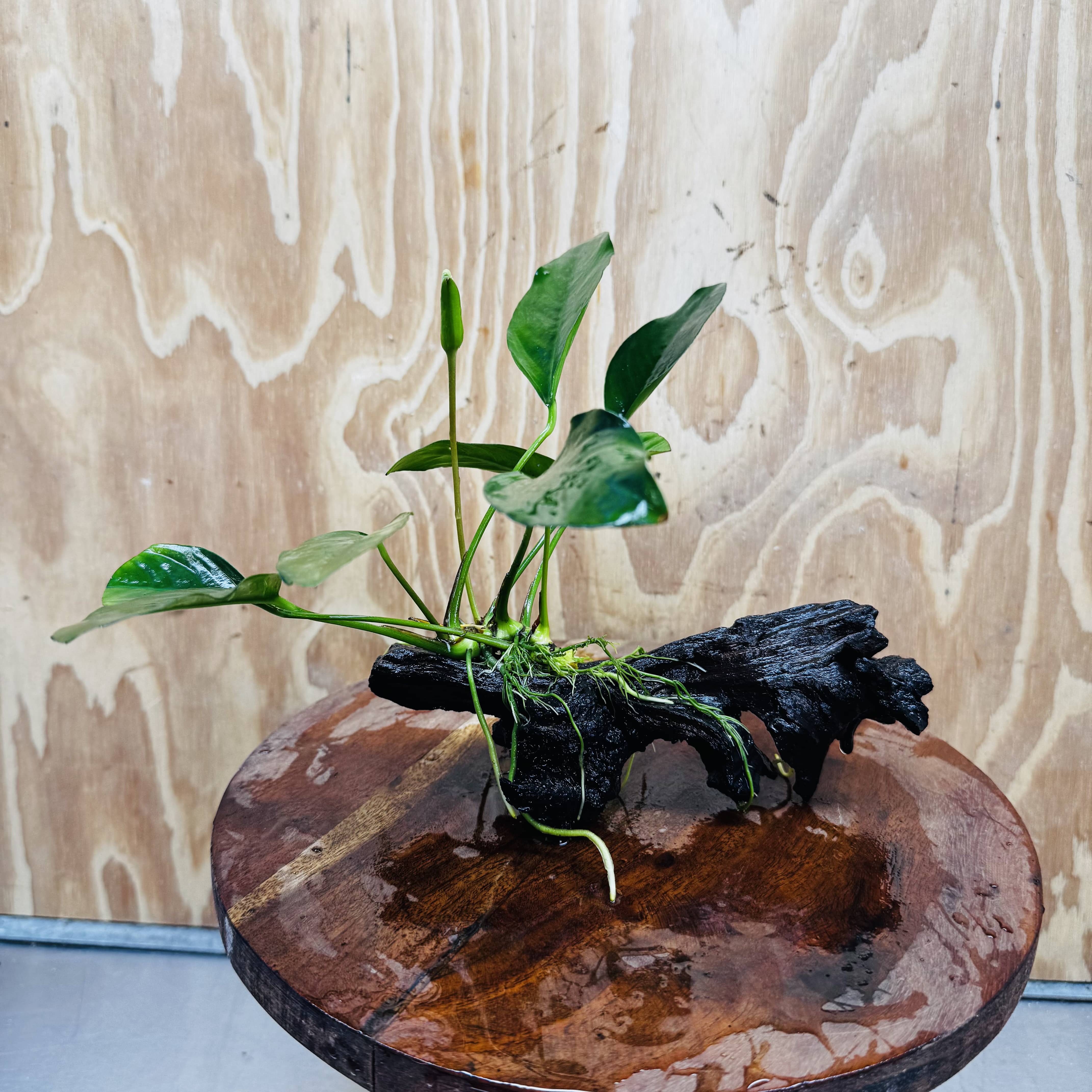 Pisces Enterprises One Only Anubias ‘Lucy' on Medium Driftwood Creation - One Only - Joyful Anubias Lucy on Medium Driftwood - ONE ONLY - Scapeshop Aquarium Plants