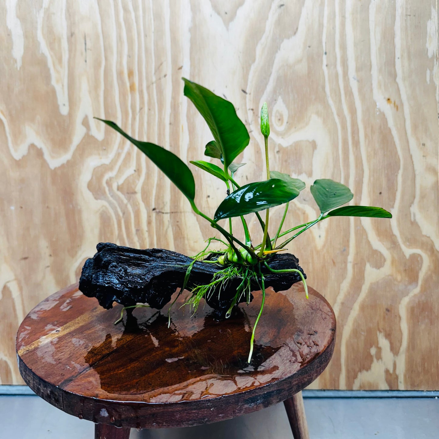 Pisces Enterprises One Only Anubias ‘Lucy' on Medium Driftwood Creation - One Only - Joyful Anubias Lucy on Medium Driftwood - ONE ONLY - Scapeshop Aquarium Plants