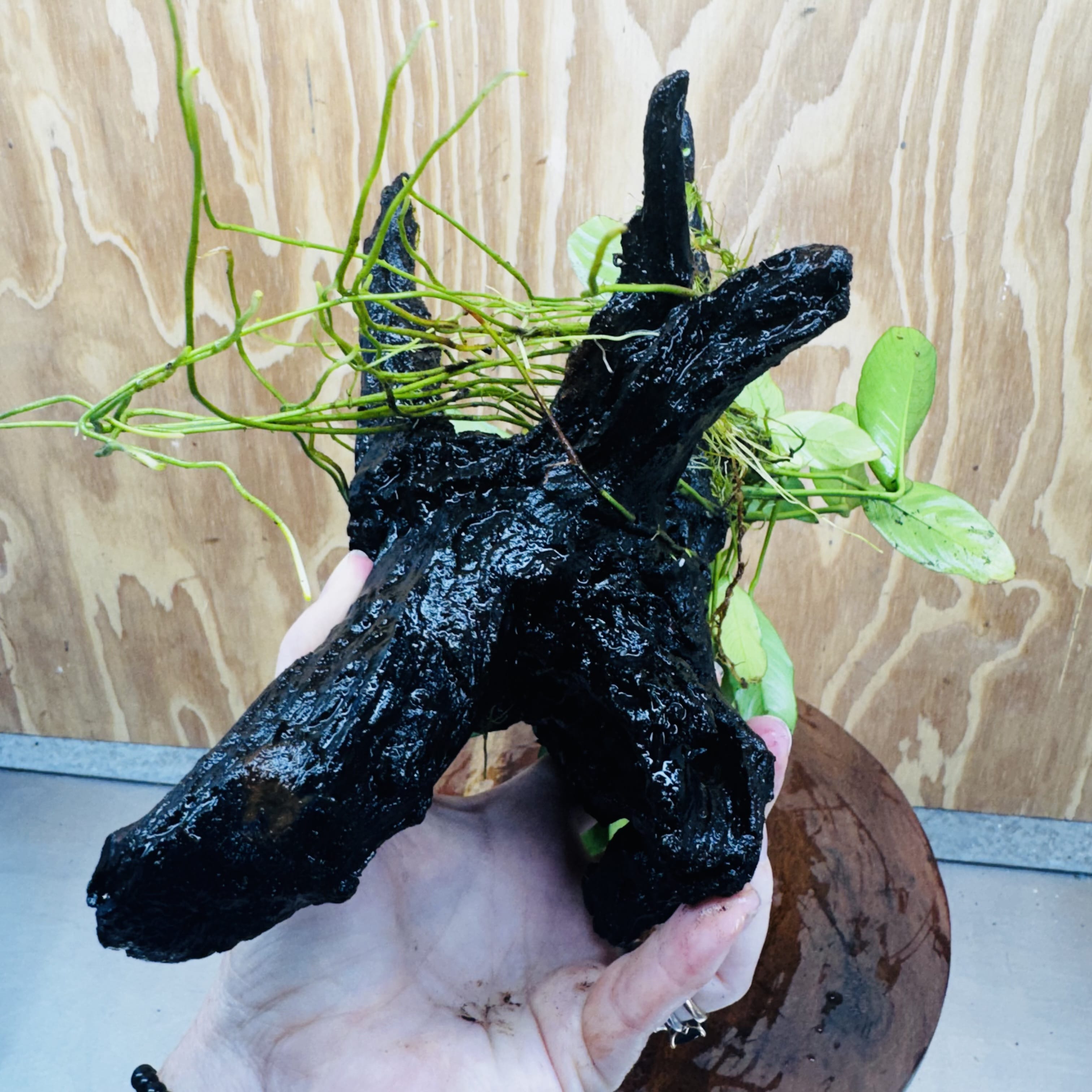 Pisces Enterprises One Only Anubias ‘Lucy' on Medium Driftwood Creation - One Only - Joyful Anubias Lucy on Medium Driftwood - ONE ONLY - Scapeshop Aquarium Plants
