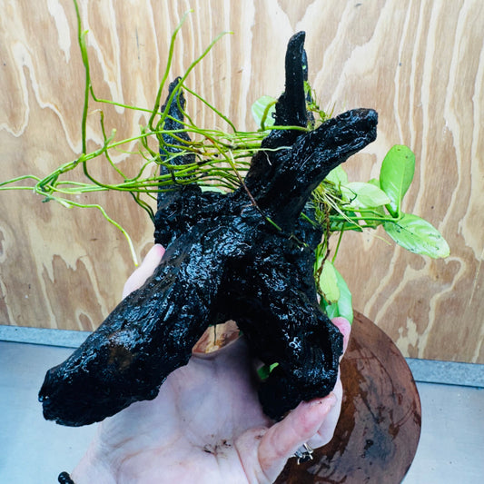 Pisces Enterprises One Only Anubias ‘Lucy' on Medium Driftwood Creation - One Only - Joyful Anubias Lucy on Medium Driftwood - ONE ONLY - Scapeshop Aquarium Plants