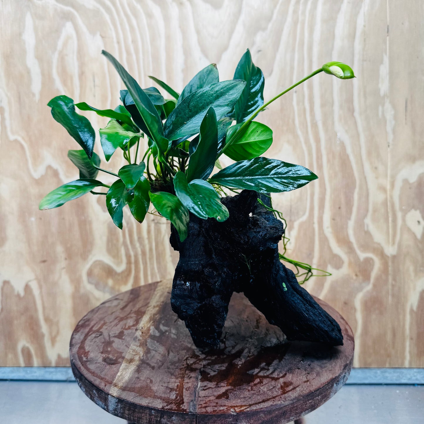 Pisces Enterprises One Only Anubias ‘Lucy' on Medium Driftwood Creation - One Only - Joyful Anubias Lucy on Medium Driftwood - ONE ONLY - Scapeshop Aquarium Plants