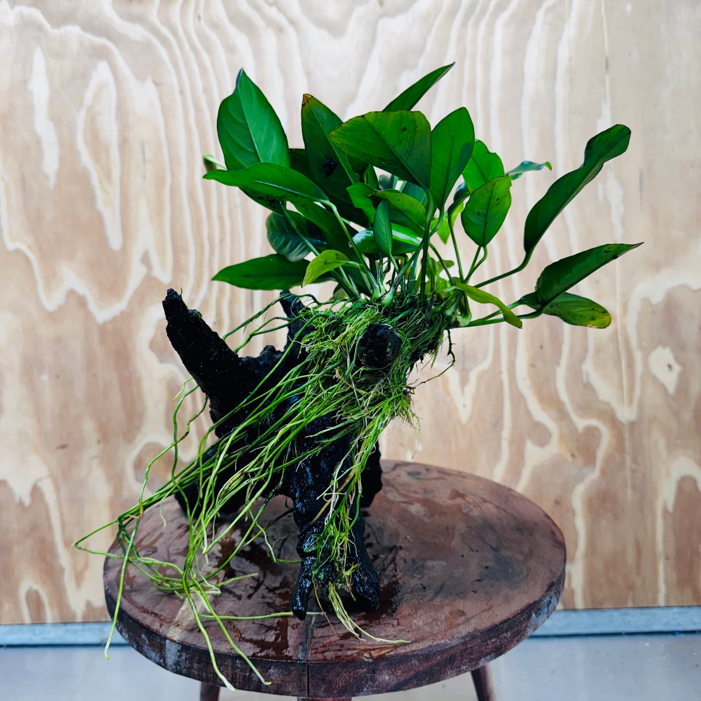 Pisces Enterprises One Only Anubias ‘Lucy' on Medium Driftwood Creation - One Only - Joyful Anubias Lucy on Medium Driftwood - ONE ONLY - Scapeshop Aquarium Plants
