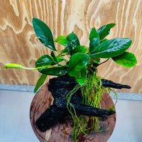 Pisces Enterprises One Only Anubias ‘Lucy' on Medium Driftwood Creation - One Only - Joyful Anubias Lucy on Medium Driftwood - ONE ONLY - Scapeshop Aquarium Plants