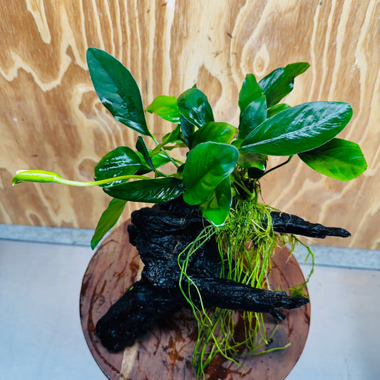 Pisces Enterprises One Only Anubias ‘Lucy' on Medium Driftwood Creation - One Only - Joyful Anubias Lucy on Medium Driftwood - ONE ONLY - Scapeshop Aquarium Plants