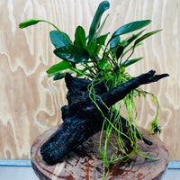 Pisces Enterprises One Only Anubias ‘Lucy' on Medium Driftwood Creation - One Only - Joyful Anubias Lucy on Medium Driftwood - ONE ONLY - Scapeshop Aquarium Plants