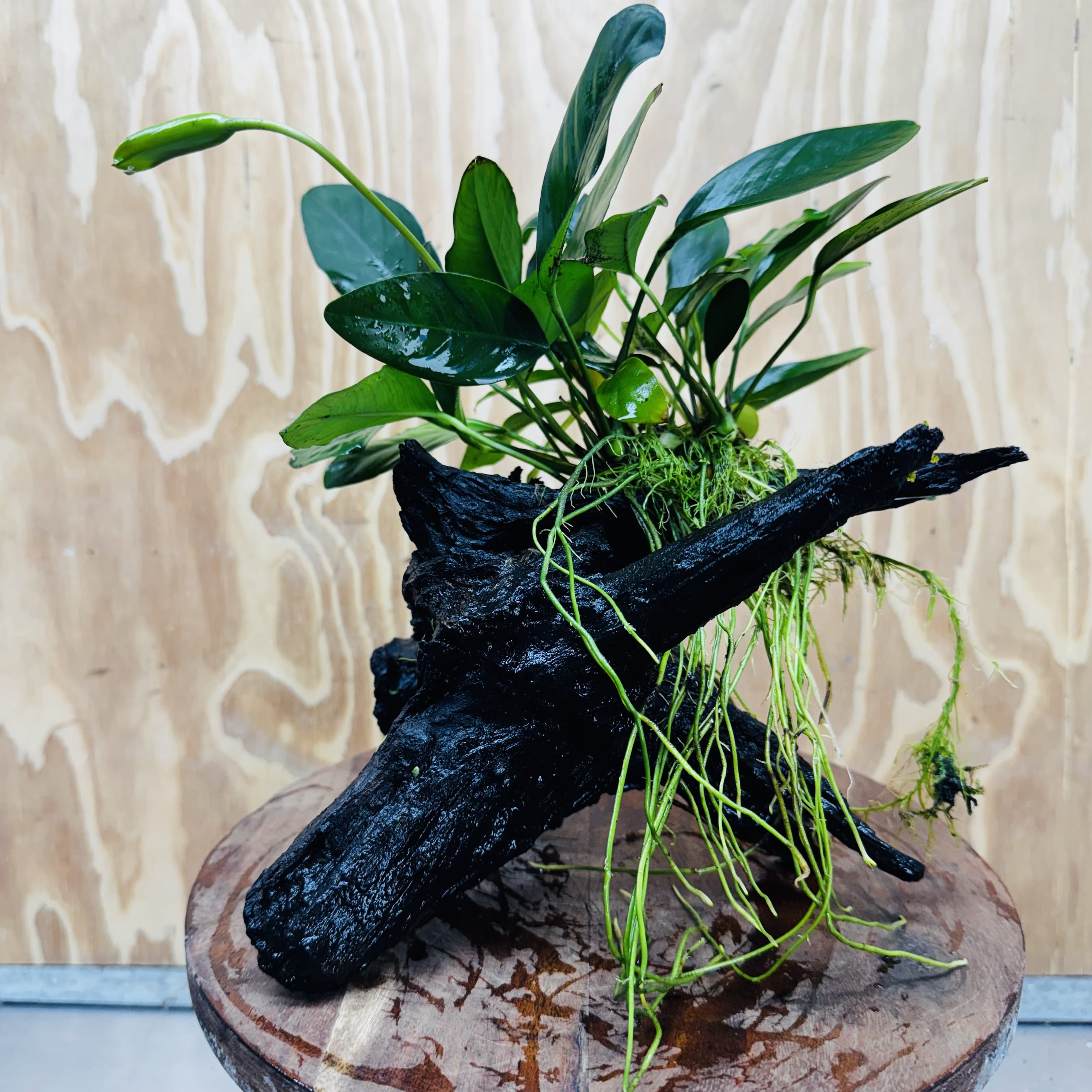 Pisces Enterprises One Only Anubias ‘Lucy' on Medium Driftwood Creation - One Only - Joyful Anubias Lucy on Medium Driftwood - ONE ONLY - Scapeshop Aquarium Plants