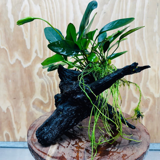 Pisces Enterprises One Only Anubias ‘Lucy' on Medium Driftwood Creation - One Only - Joyful Anubias Lucy on Medium Driftwood - ONE ONLY - Scapeshop Aquarium Plants