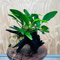 Pisces Enterprises One Only Anubias ‘Lucy' on Medium Driftwood Creation - One Only - Joyful Anubias Lucy on Medium Driftwood - ONE ONLY - Scapeshop Aquarium Plants