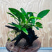 Pisces Enterprises One Only Anubias ‘Lucy' on Medium Driftwood Creation - One Only - Joyful Anubias Lucy on Medium Driftwood - ONE ONLY - Scapeshop Aquarium Plants
