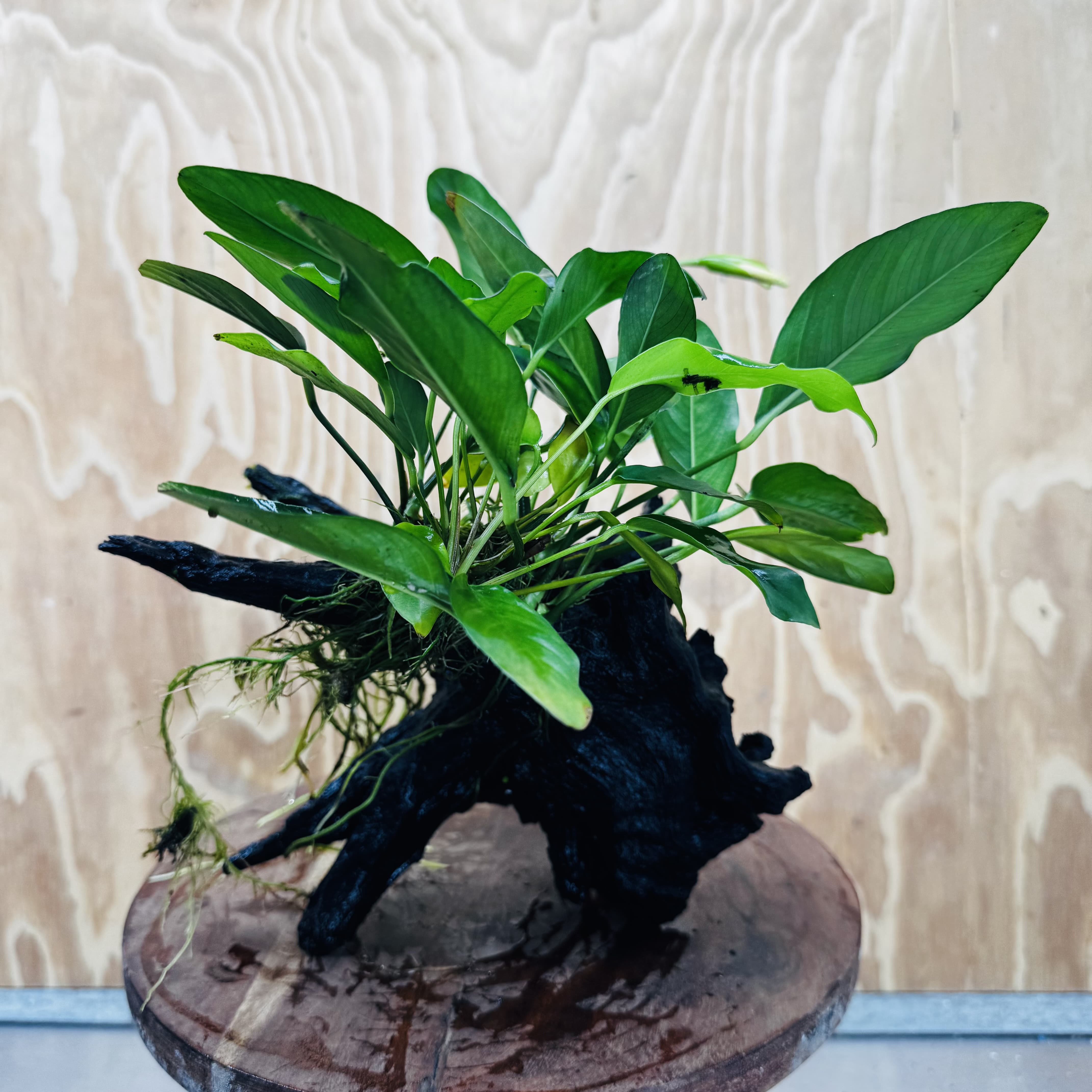 Pisces Enterprises One Only Anubias ‘Lucy' on Medium Driftwood Creation - One Only - Joyful Anubias Lucy on Medium Driftwood - ONE ONLY - Scapeshop Aquarium Plants