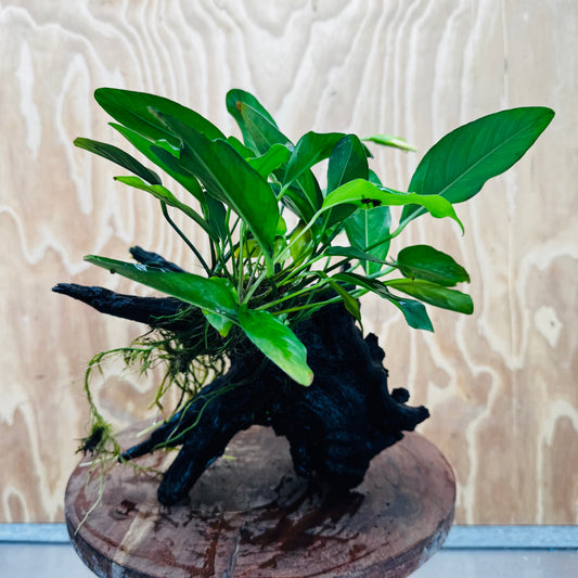 Pisces Enterprises One Only Anubias ‘Lucy' on Medium Driftwood Creation - One Only - Joyful Anubias Lucy on Medium Driftwood - ONE ONLY - Scapeshop Aquarium Plants