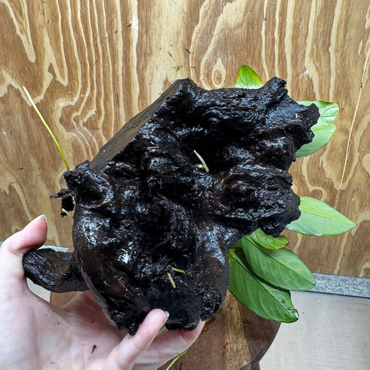 Pisces Enterprises One Only Anubias ‘Lucy' on Medium Driftwood Creation - One Only - Joyful Anubias Lucy on Medium Driftwood - ONE ONLY - Scapeshop Aquarium Plants