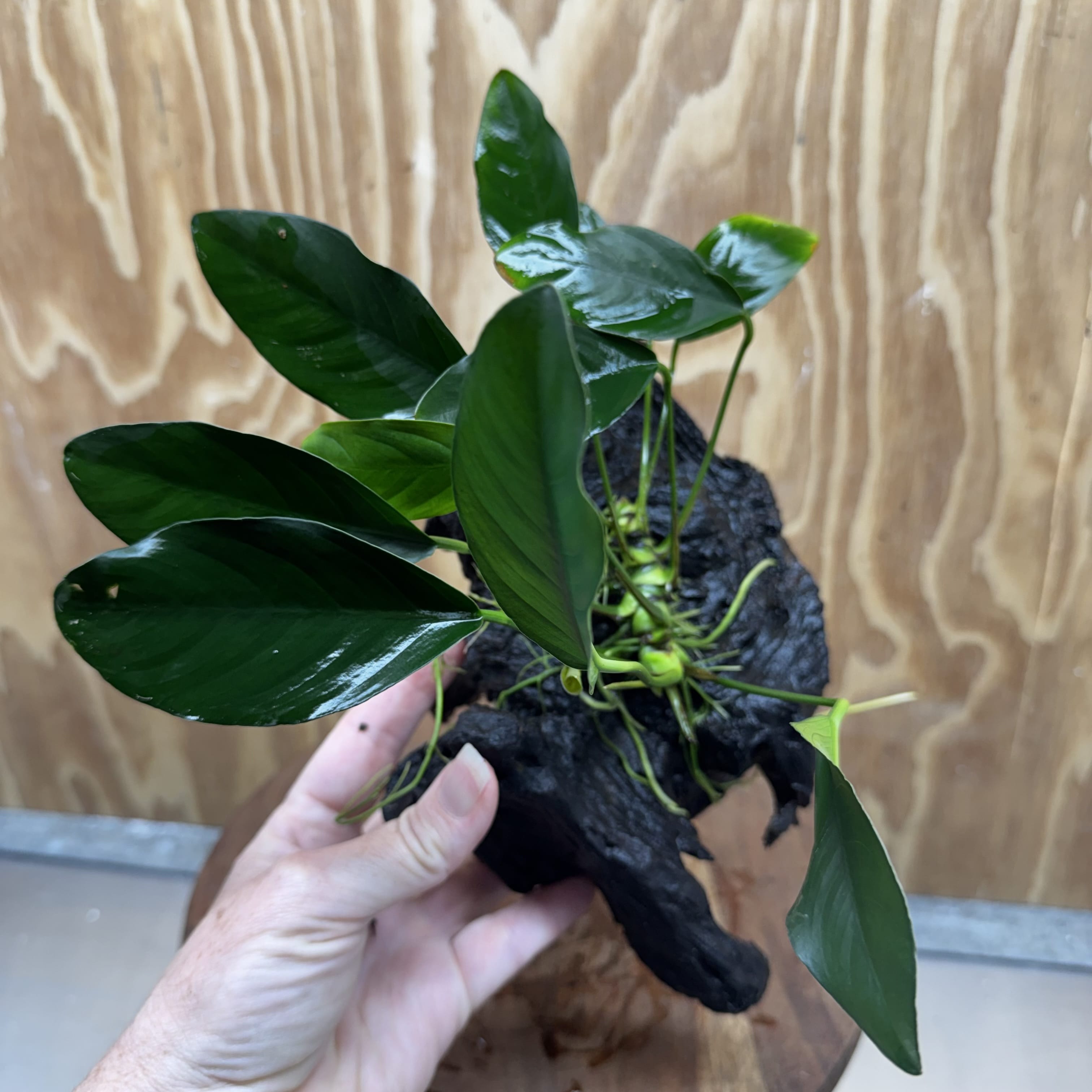 Pisces Enterprises One Only Anubias ‘Lucy' on Medium Driftwood Creation - One Only - Joyful Anubias Lucy on Medium Driftwood - ONE ONLY - Scapeshop Aquarium Plants