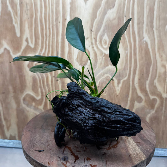 Pisces Enterprises One Only Anubias ‘Lucy' on Medium Driftwood Creation - One Only - Joyful Anubias Lucy on Medium Driftwood - ONE ONLY - Scapeshop Aquarium Plants