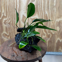 Pisces Enterprises One Only Anubias ‘Lucy' on Medium Driftwood Creation - One Only - Joyful Anubias Lucy on Medium Driftwood - ONE ONLY - Scapeshop Aquarium Plants