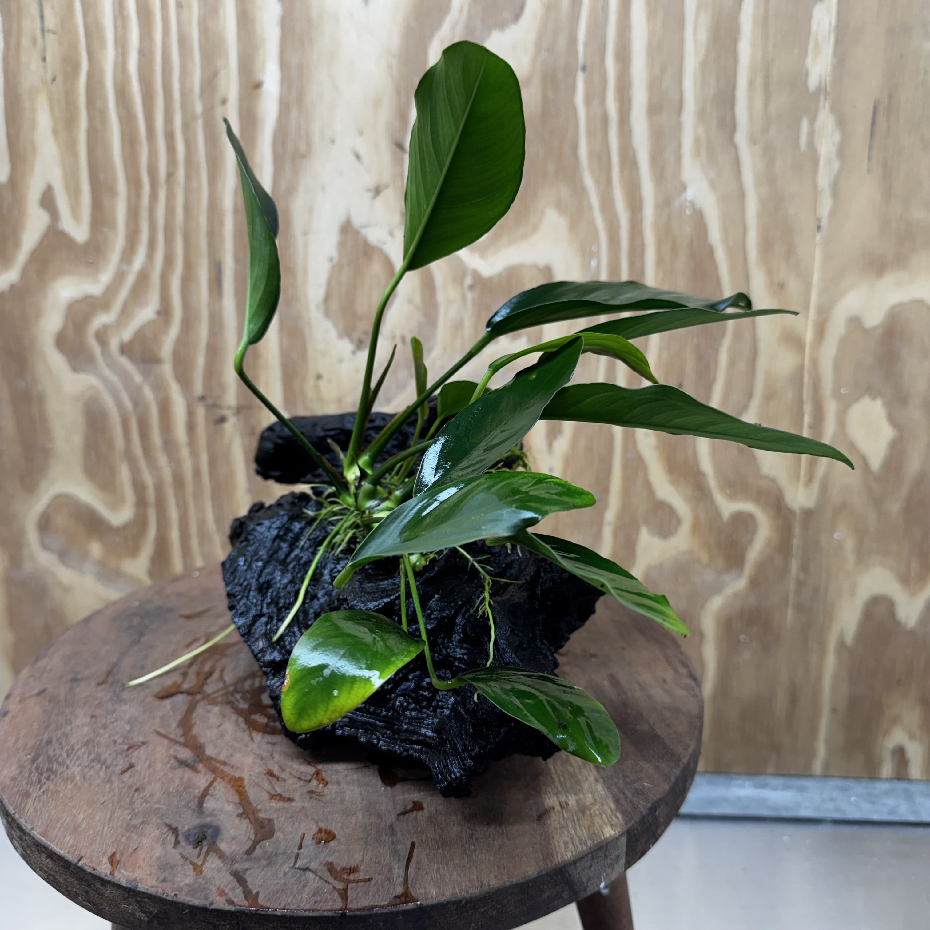 Pisces Enterprises One Only Anubias ‘Lucy' on Medium Driftwood Creation - One Only - Joyful Anubias Lucy on Medium Driftwood - ONE ONLY - Scapeshop Aquarium Plants