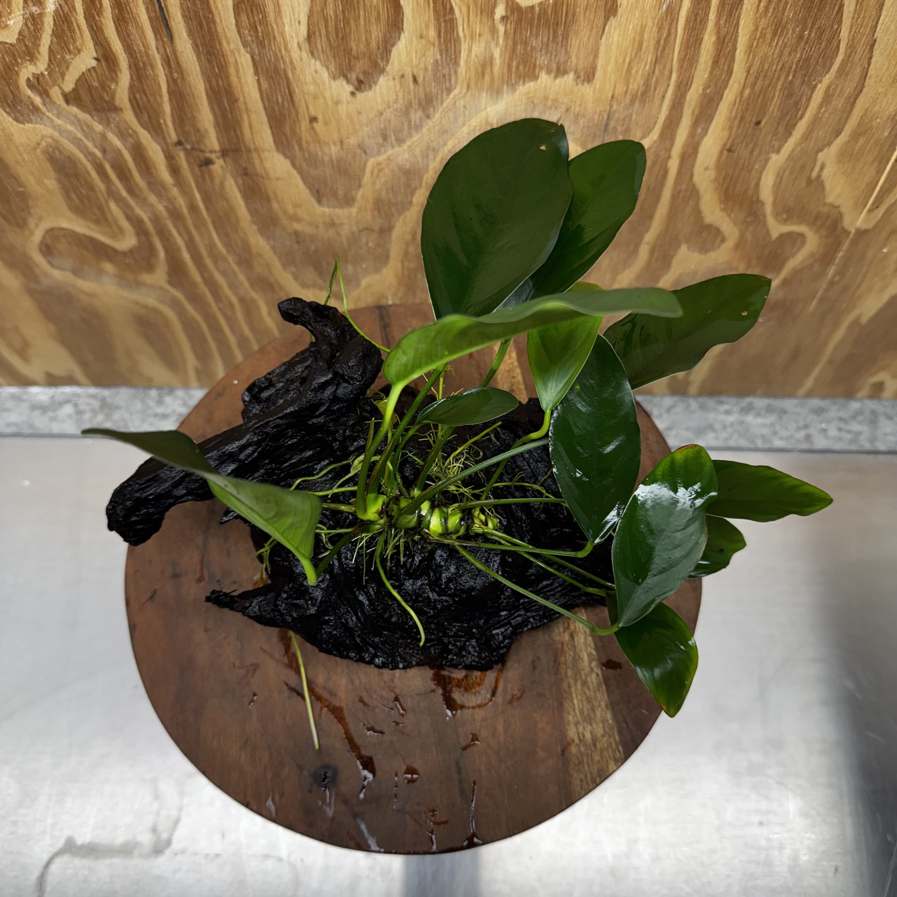 Pisces Enterprises One Only Anubias ‘Lucy' on Medium Driftwood Creation - One Only - Joyful Anubias Lucy on Medium Driftwood - ONE ONLY - Scapeshop Aquarium Plants