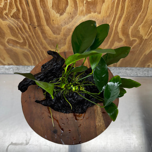 Pisces Enterprises One Only Anubias ‘Lucy' on Medium Driftwood Creation - One Only - Joyful Anubias Lucy on Medium Driftwood - ONE ONLY - Scapeshop Aquarium Plants